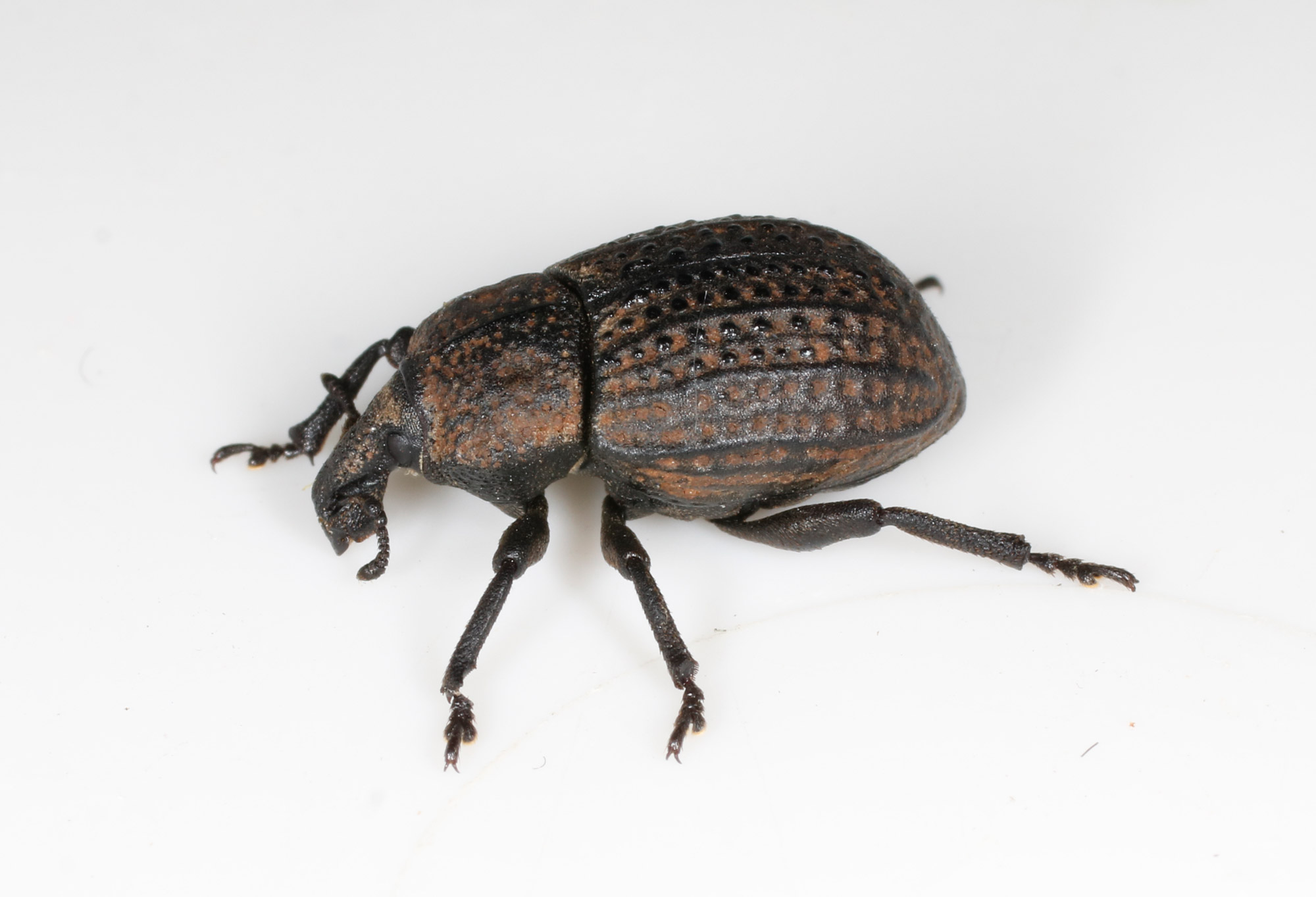 Curculionidae: Minyops? Quasi, Paraminyops lacunosus muelleri